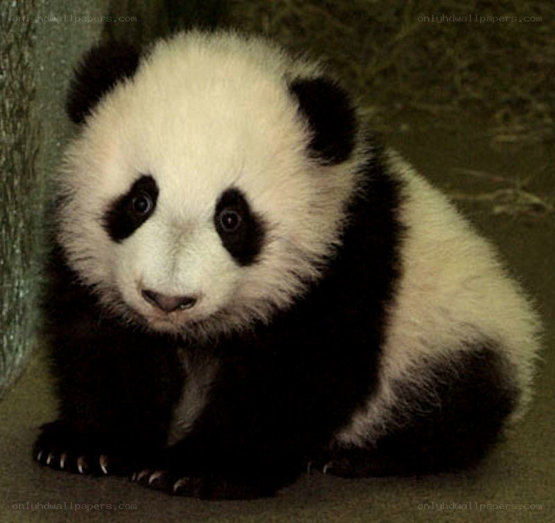 cute baby panda cub