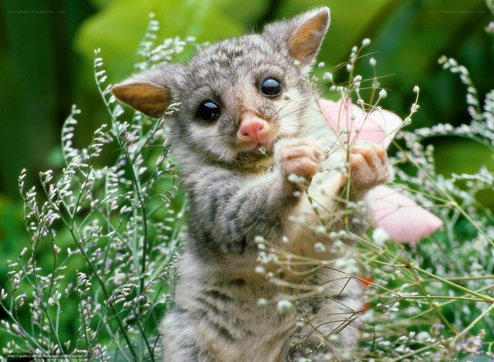 cute baby possum in flowers