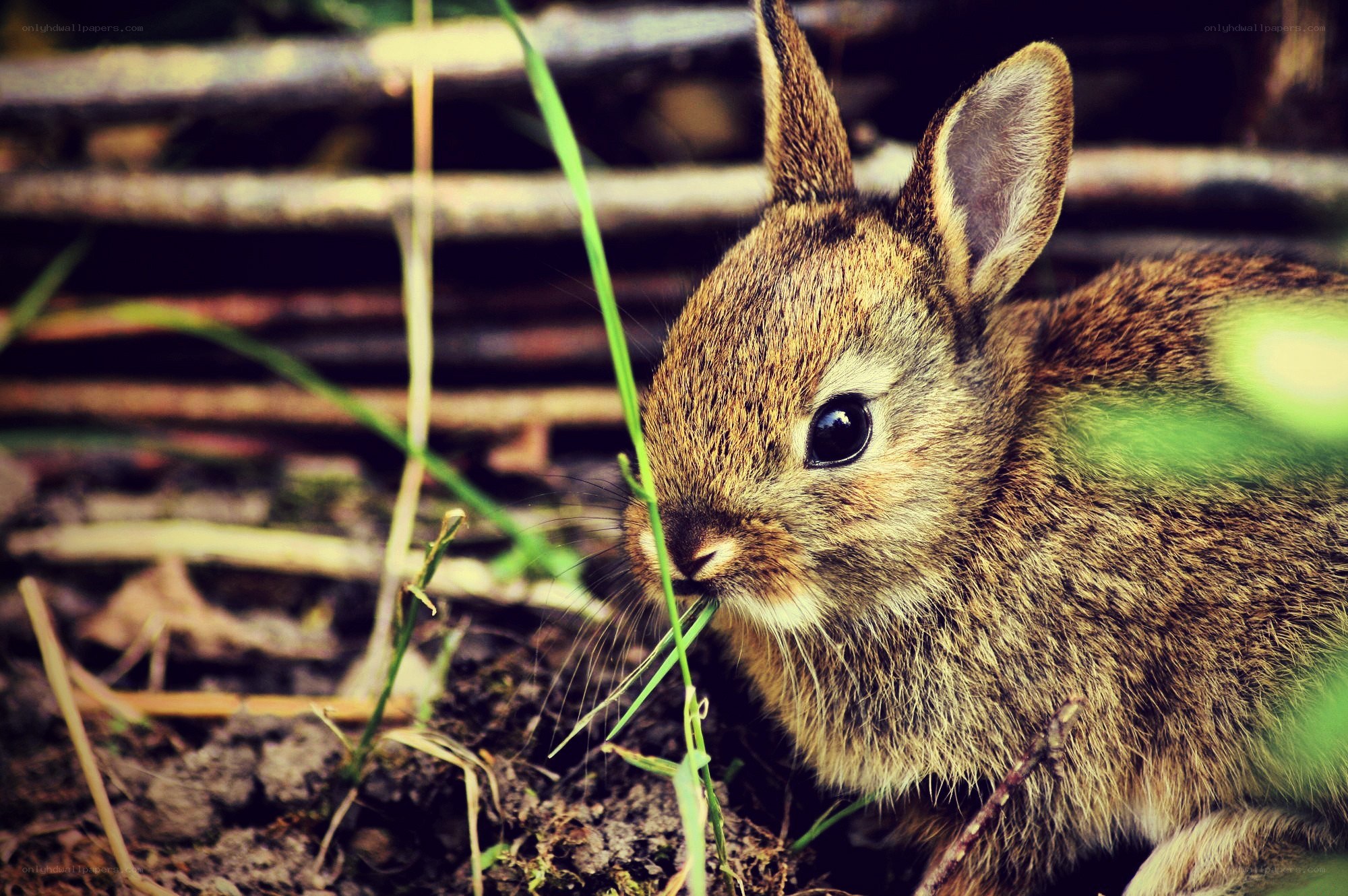 cute baby rabbit eating grass
