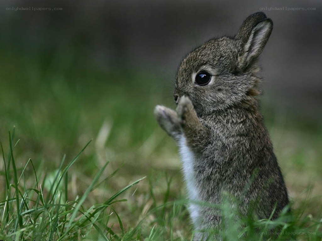 cute baby rabbit in grass