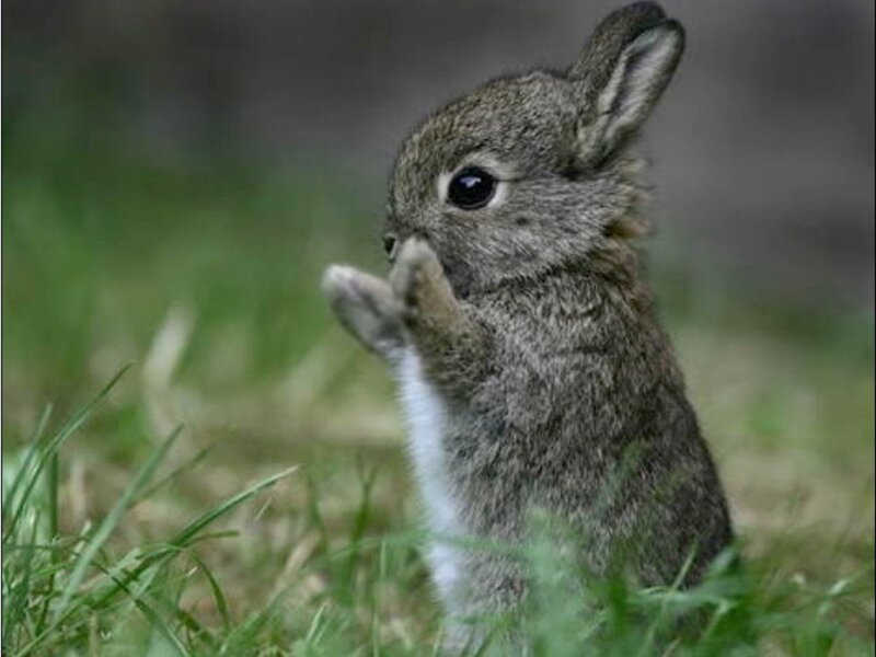 cute baby rabbit in grass