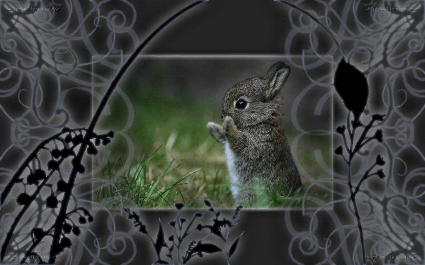 cute baby rabbit in grass