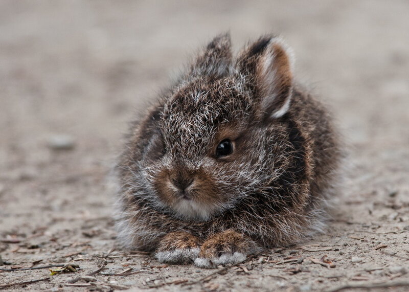 cute baby rabbit on ground