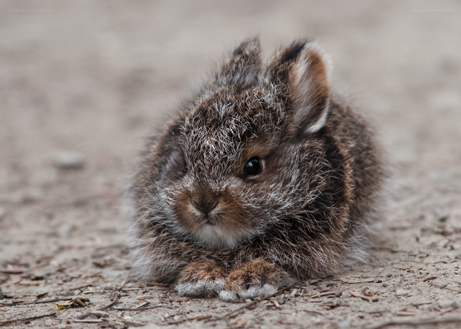cute baby rabbit on ground