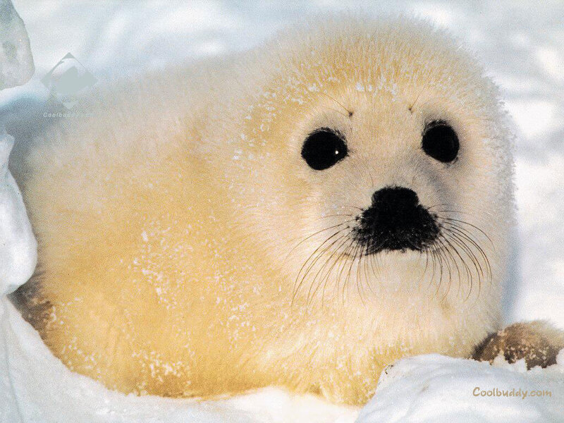 cute baby seal in snow