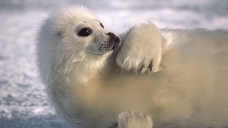cute baby seal on ice