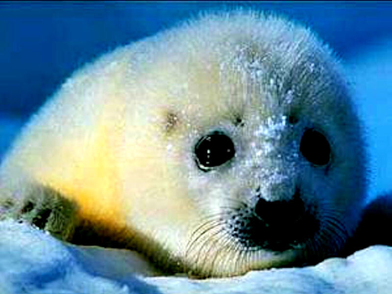 cute baby seal on ice