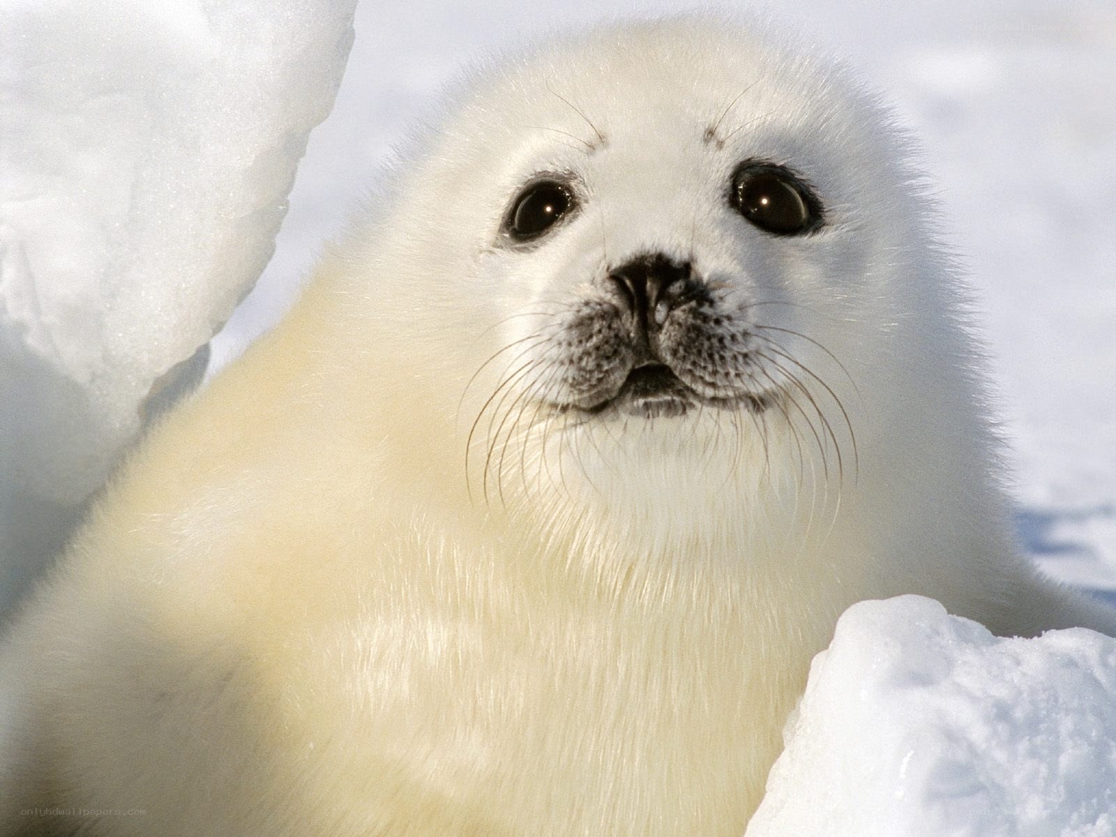 cute baby seal on ice