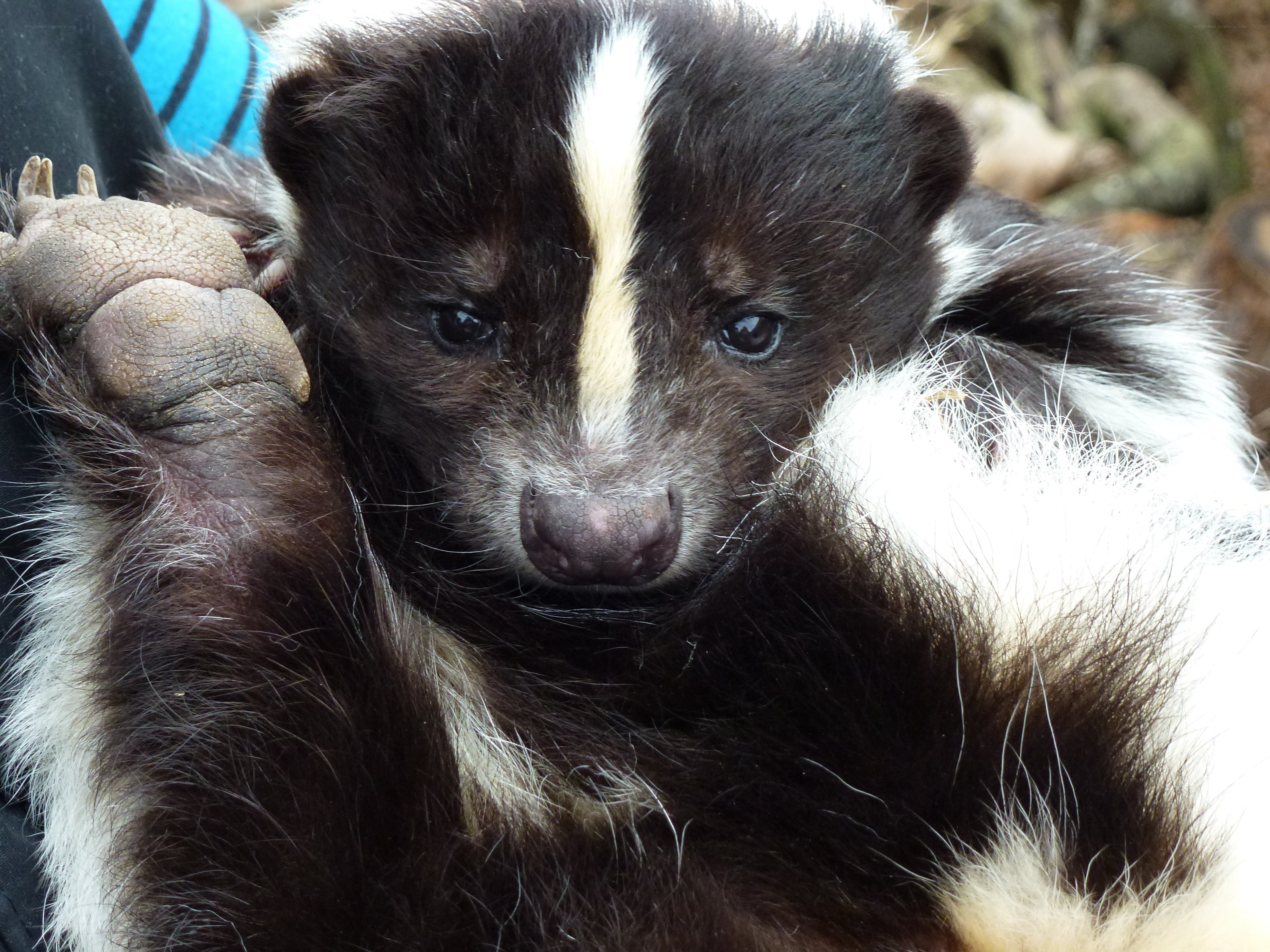 cute baby skunk