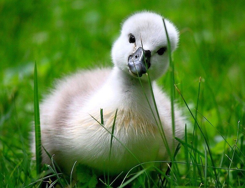 cute baby swan in grass
