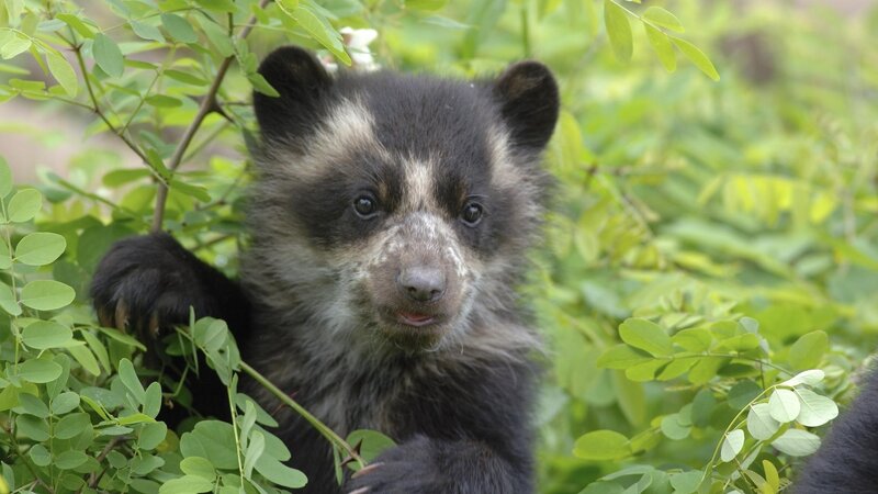 cute bear cub in foliage