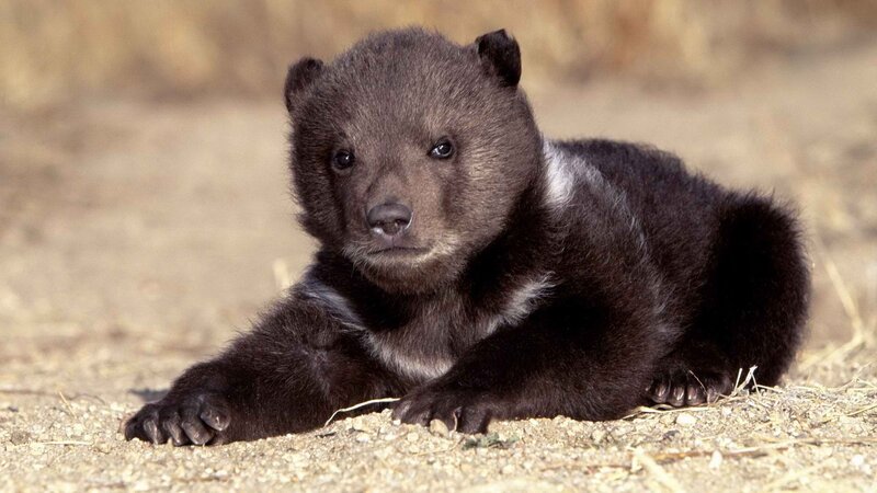 cute bear cub lying down
