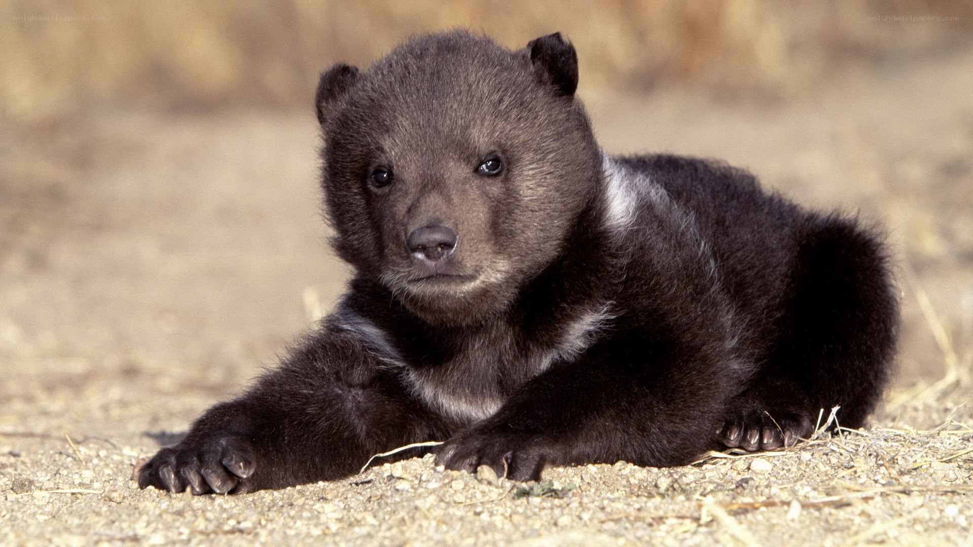 cute bear cub lying down