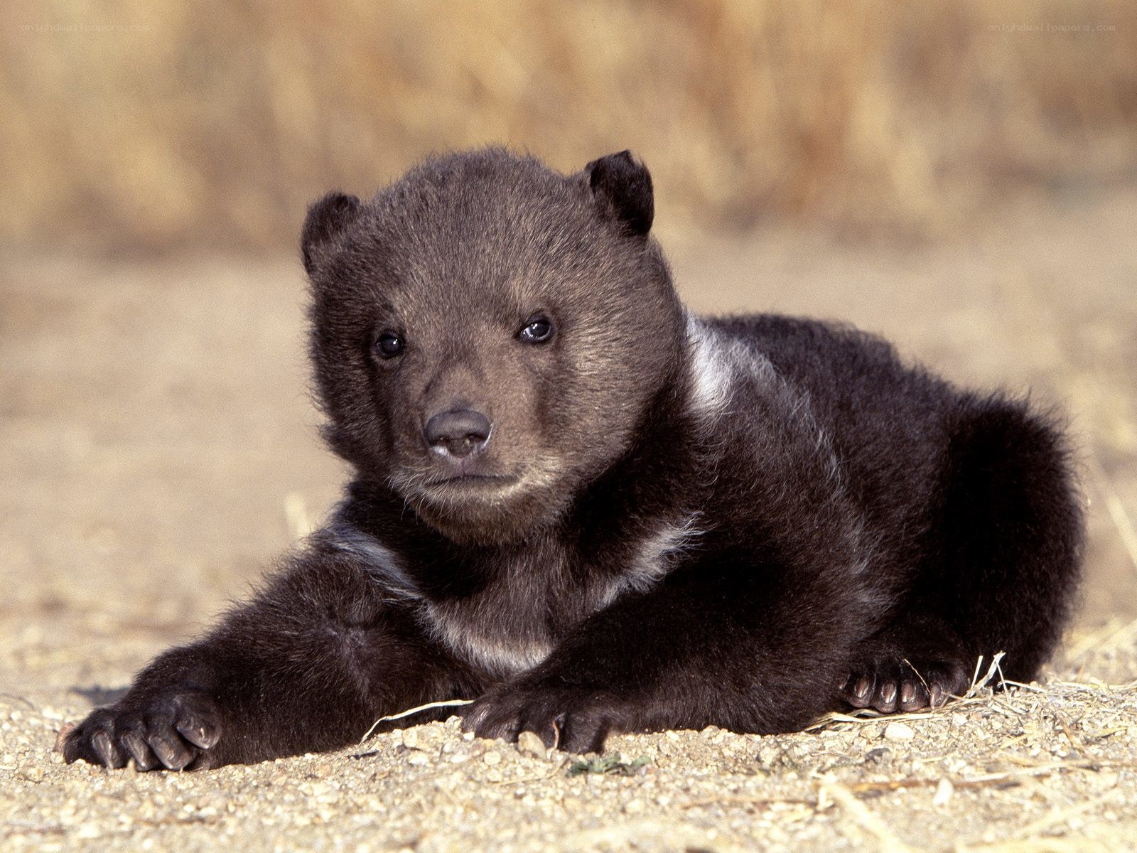 cute bear cub lying down