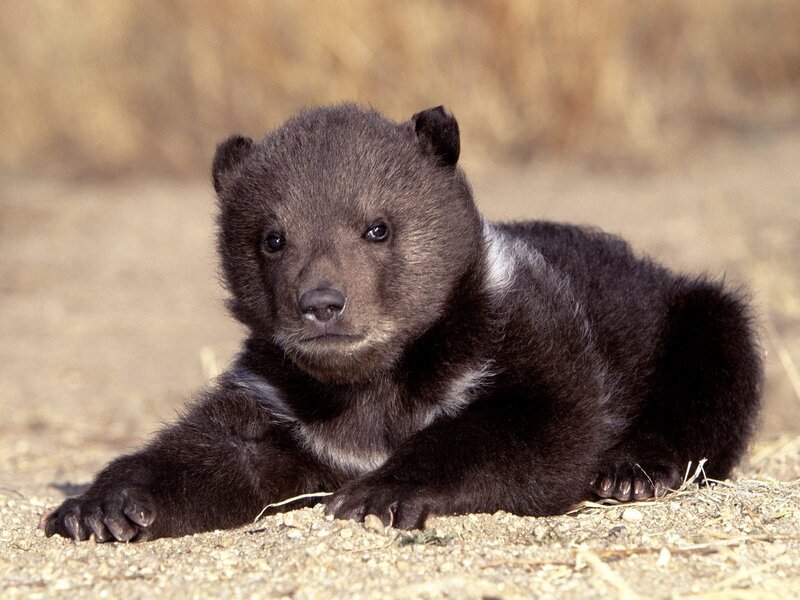 cute bear cub lying down