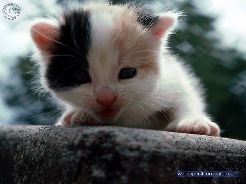 cute black-and-white kitten
