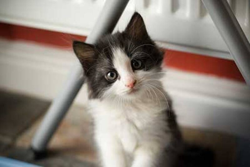 cute black and white kitten