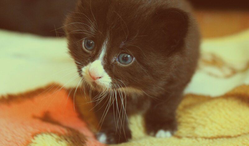 cute black and white kitten