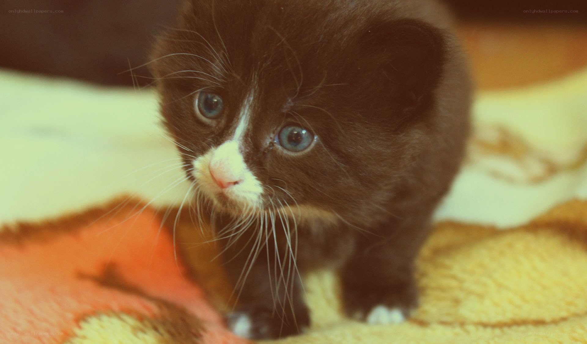 cute black and white kitten