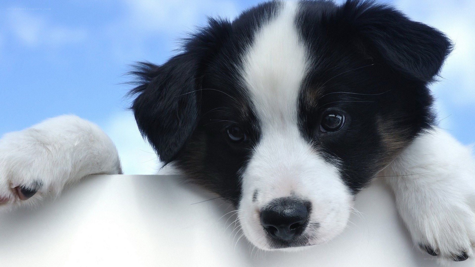 cute black and white puppy