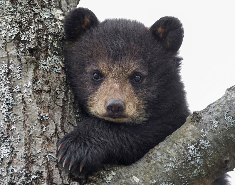 cute black bear cub in tree