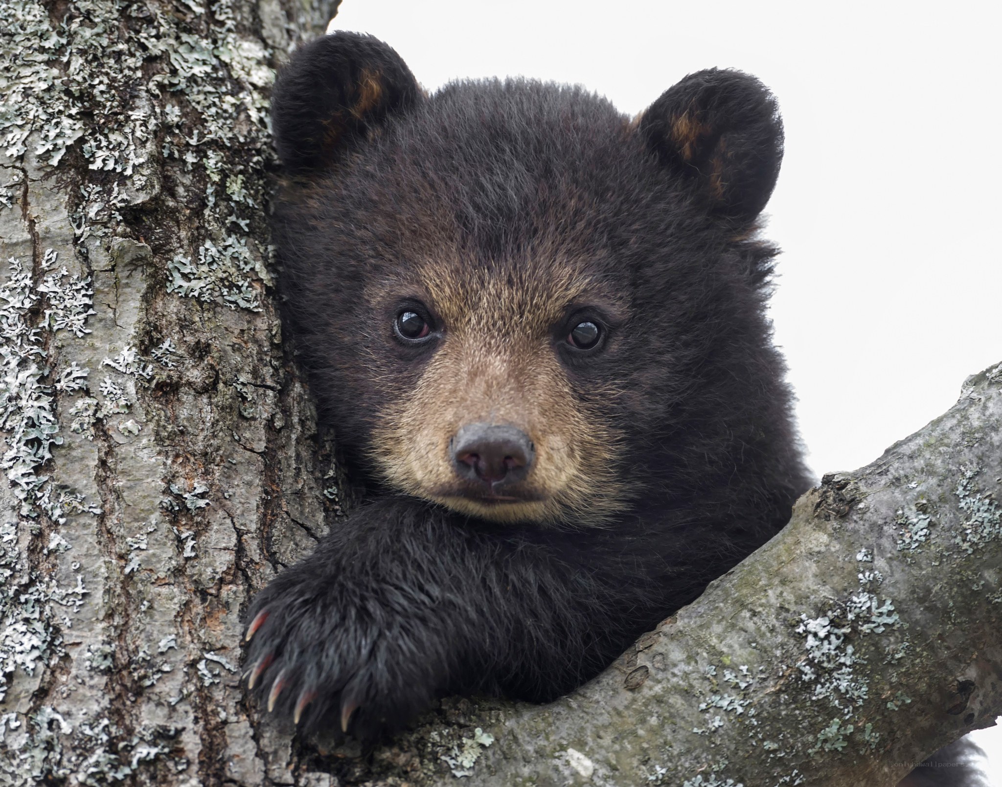 cute black bear cub in tree
