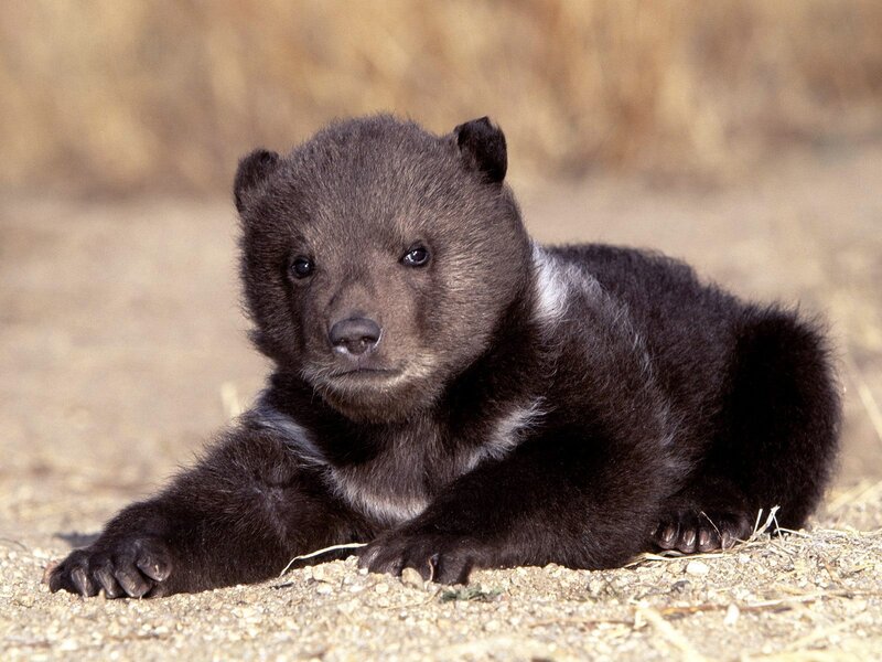 cute black bear cub