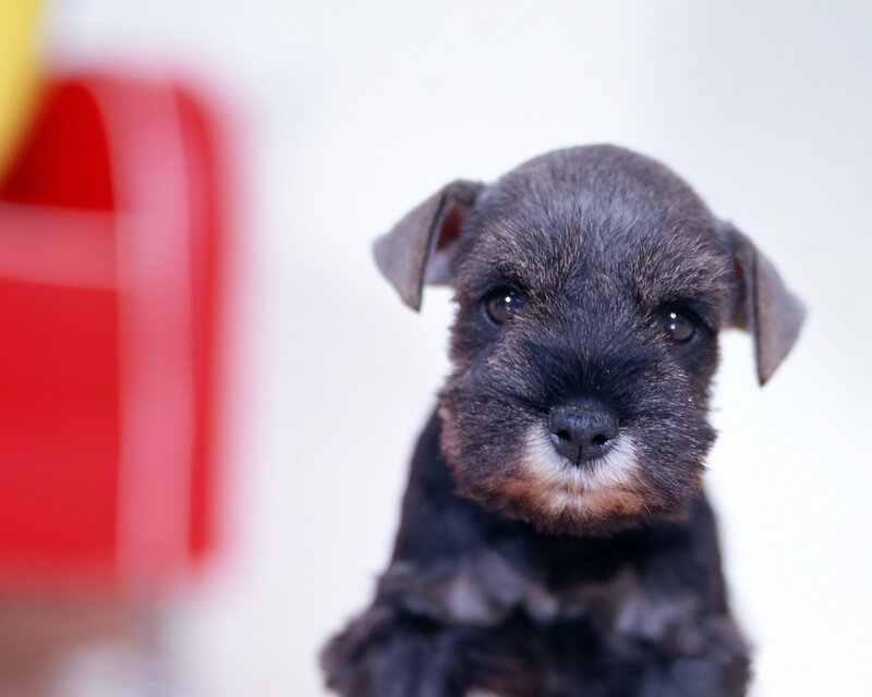 cute black puppy looking at camera