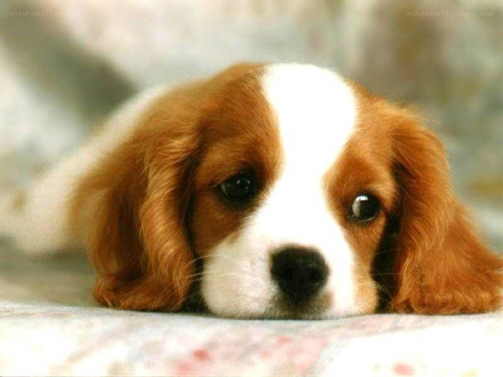 cute brown and white puppy