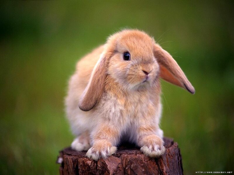 cute brown bunny on stump