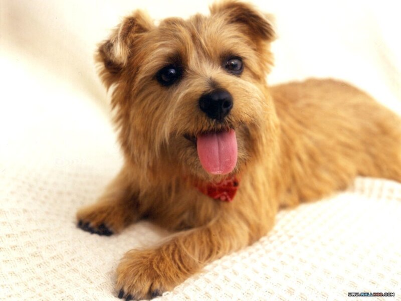 Cute Brown Dog Lying