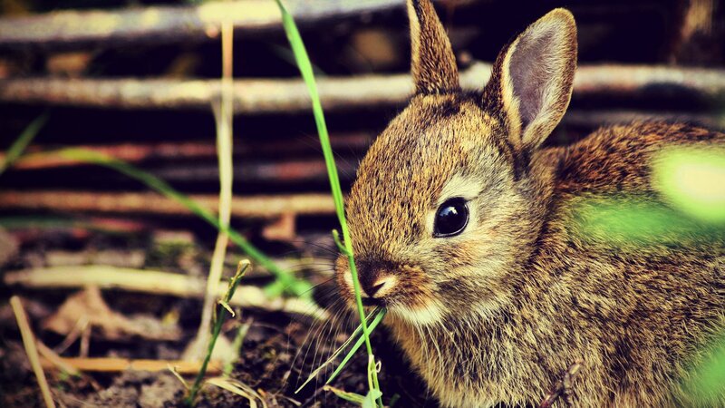 cute bunny eating grass