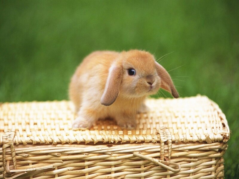 cute bunny in a basket