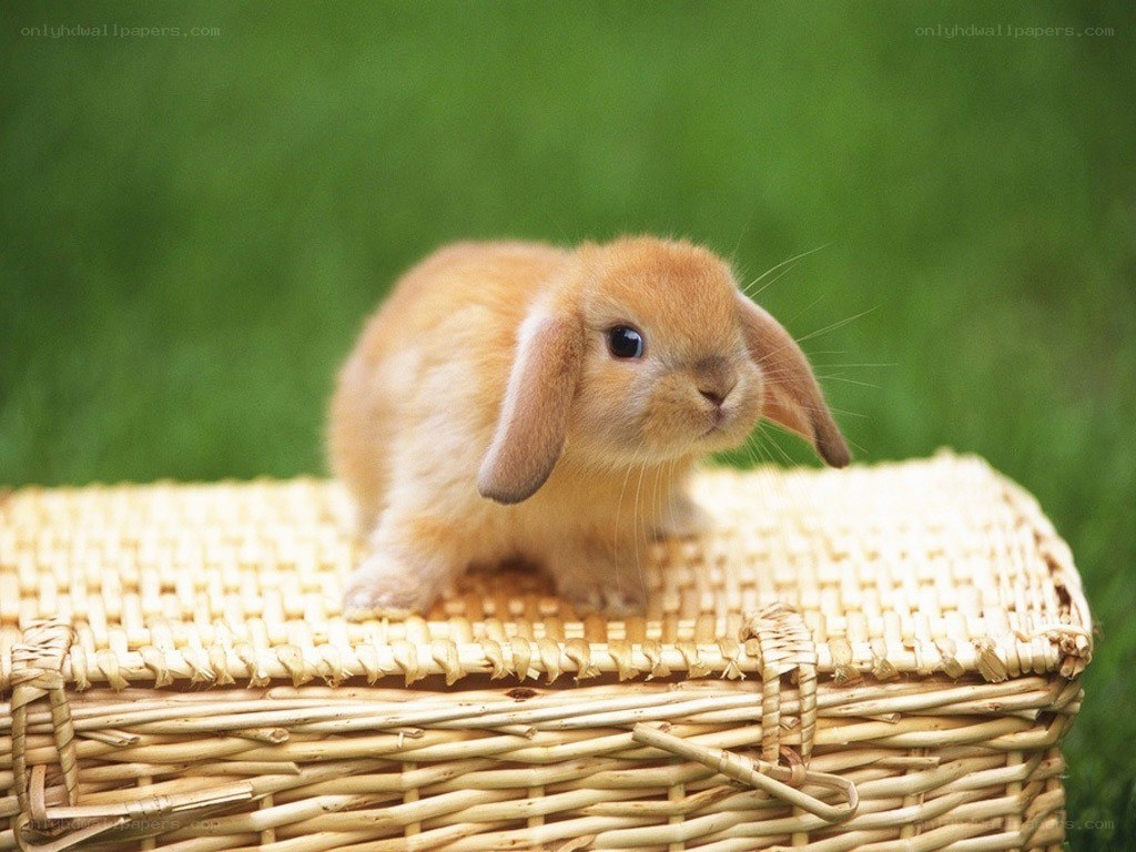 cute bunny in a basket