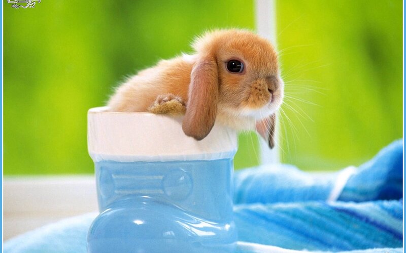cute bunny in a boot
