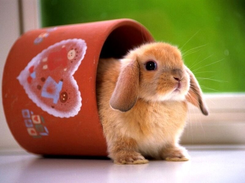 cute bunny in a pot