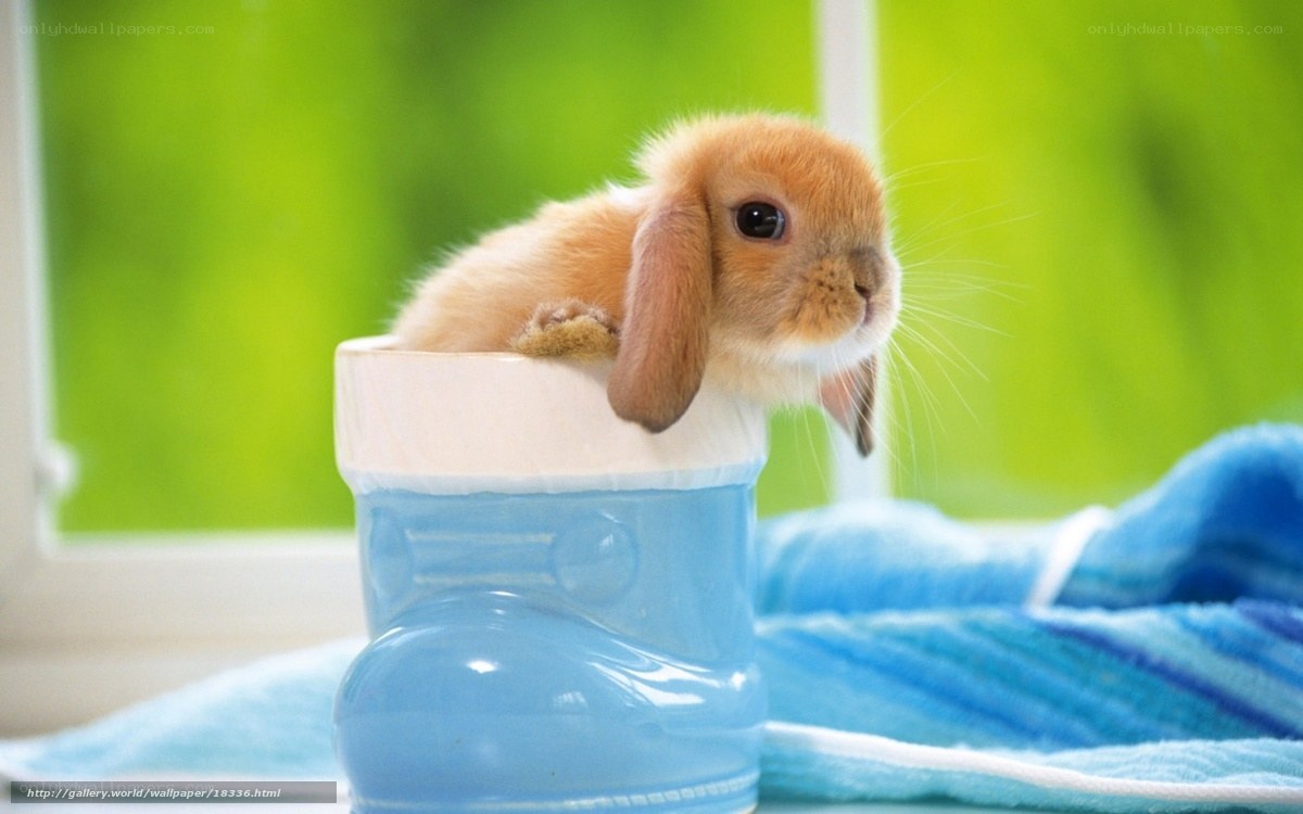 cute bunny in boot