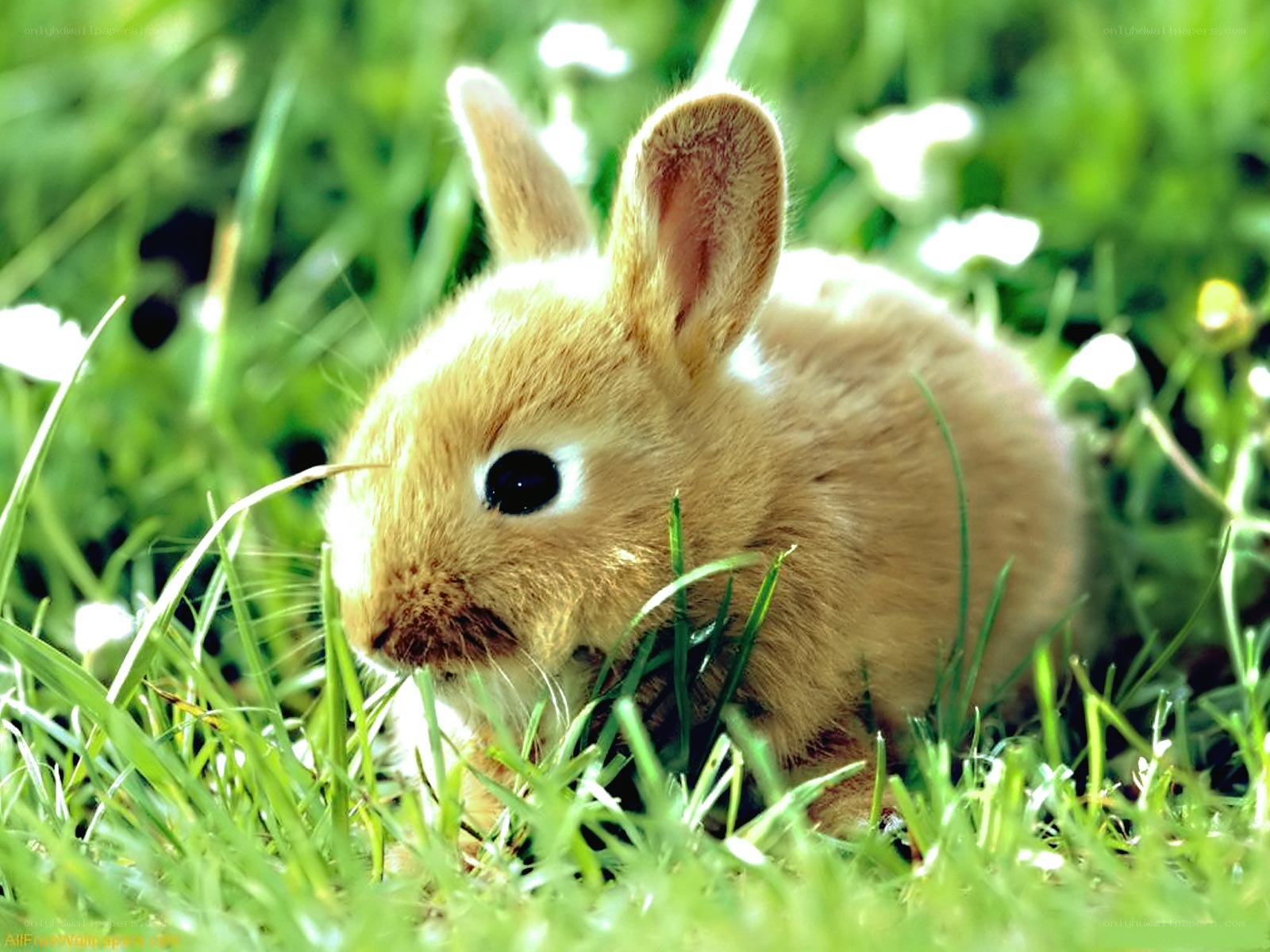 cute bunny in grass