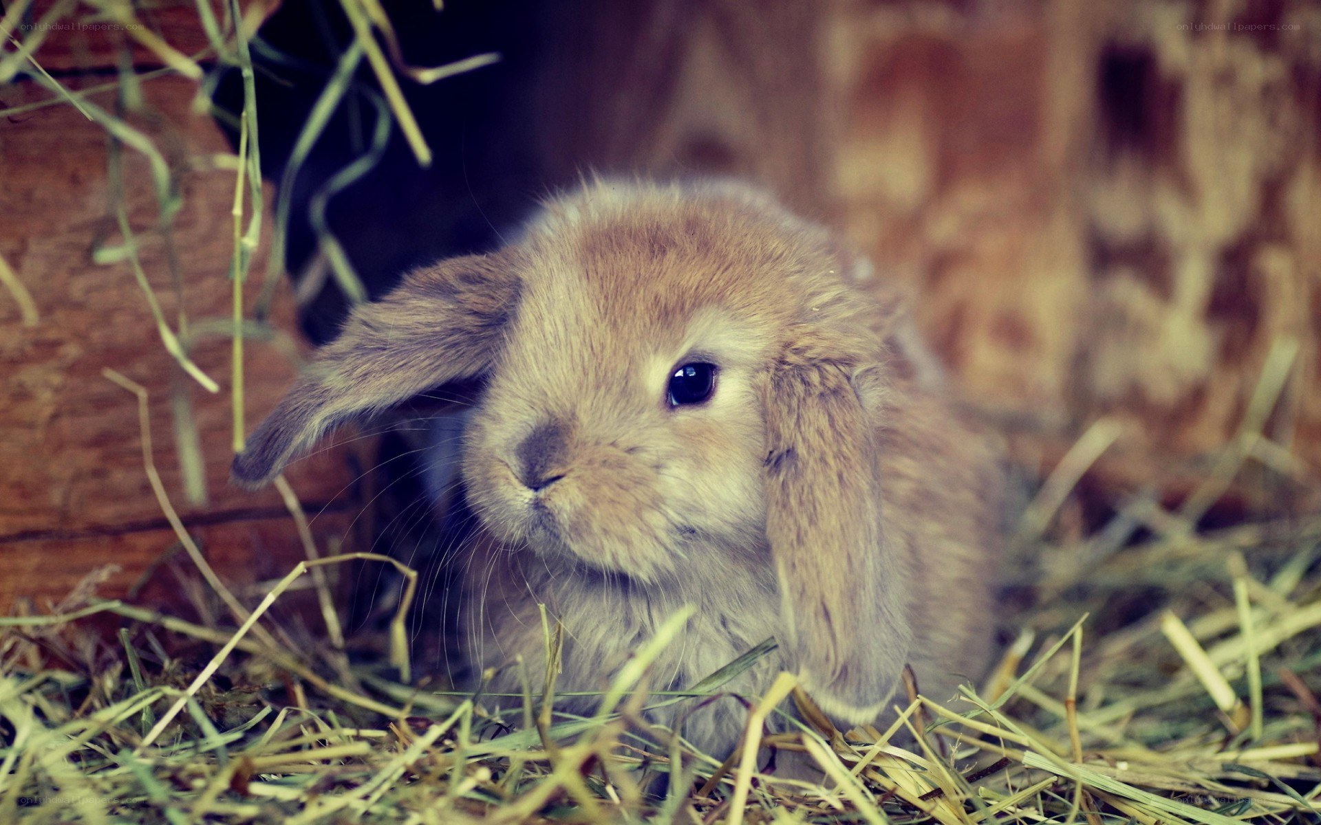 cute bunny in hay