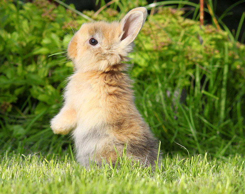 cute bunny in the grass