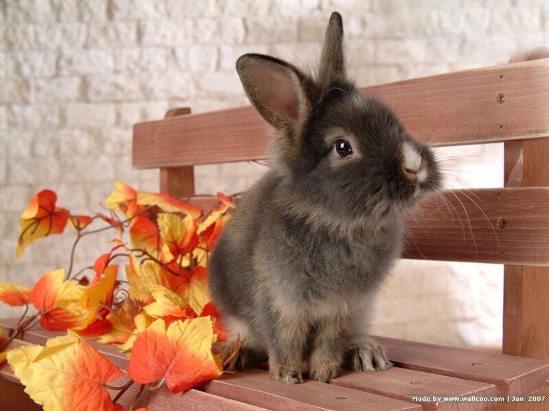Cute bunny on a bench