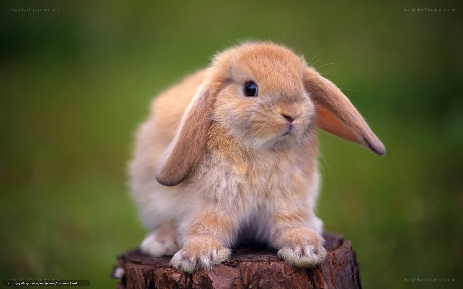cute bunny on a stump
