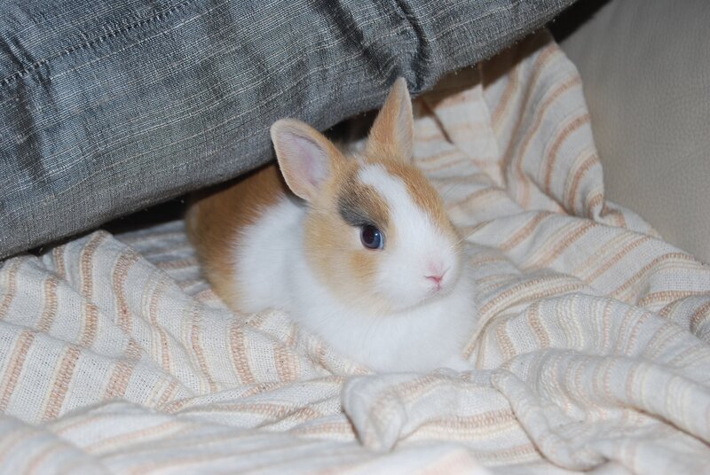 cute bunny on blanket