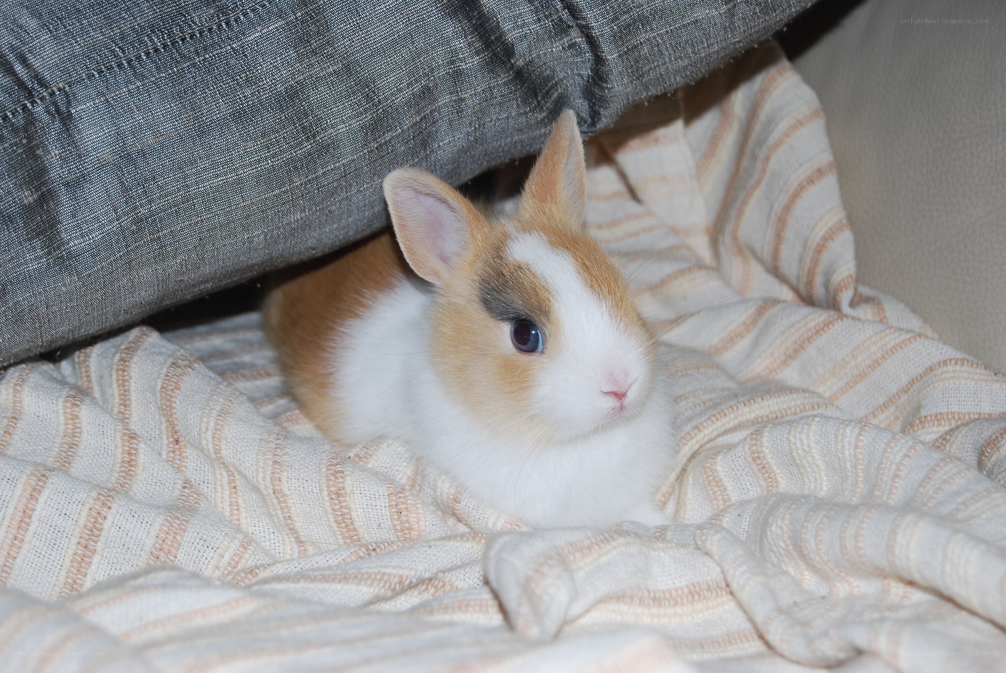 cute bunny on blanket