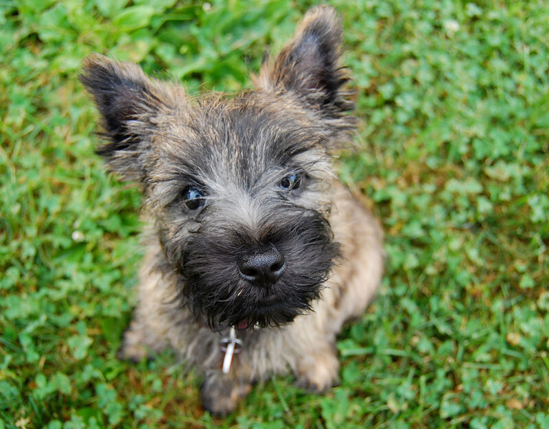 cute cairn terrier puppy