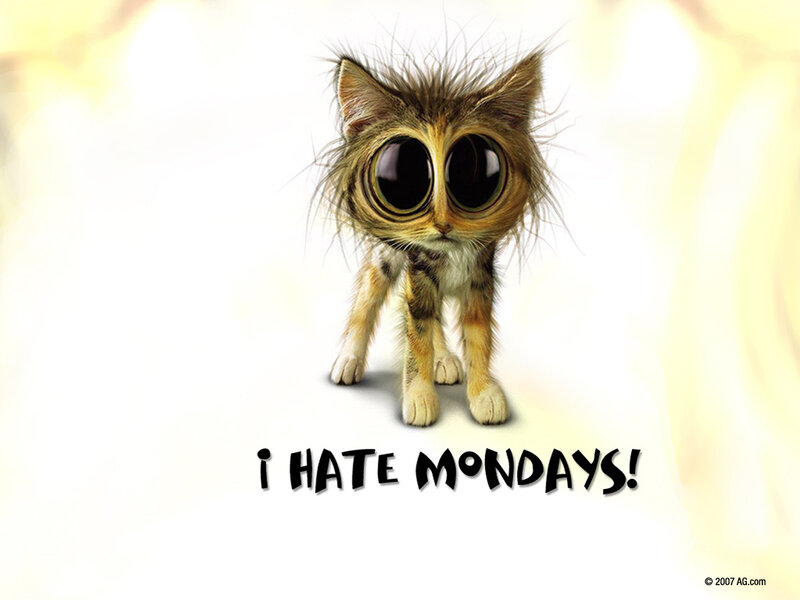 cute cat hates mondays
