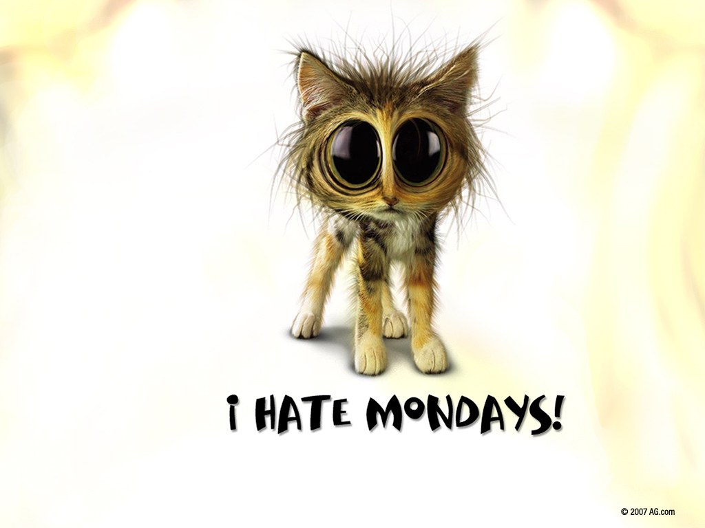 cute cat hates mondays