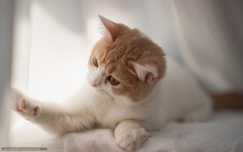 Cute cat in sunlight