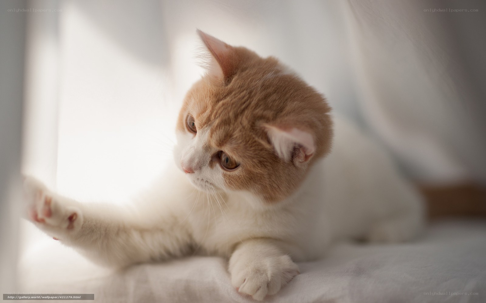 Cute cat in sunlight