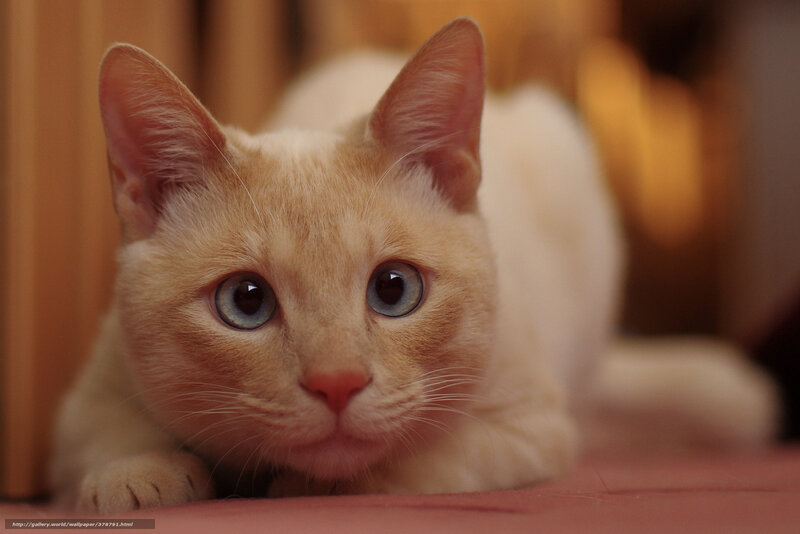 Cute cat with blue eyes